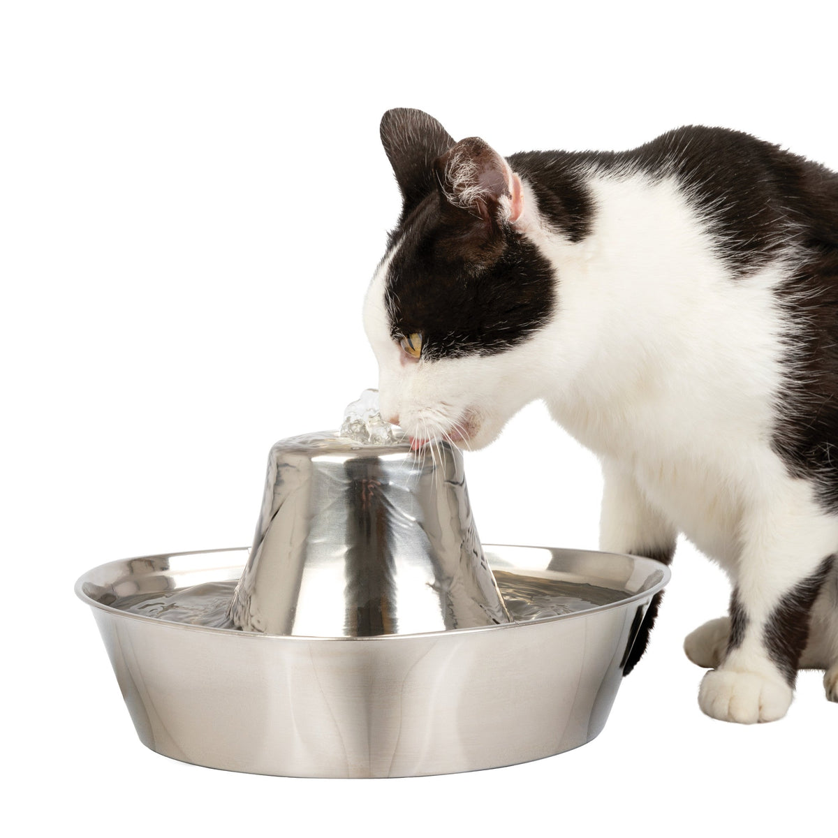 Seaside Stainless Pet Fountain